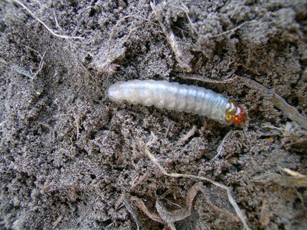 download white cutworm download white cutworm