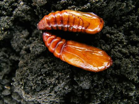 Province of Manitoba  agriculture - Cutworms in Field Crops
