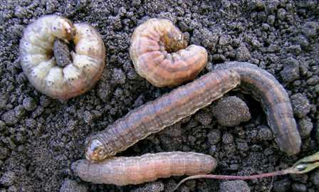 Province of Manitoba  agriculture - Cutworms in Field Crops