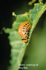 Province Of Manitoba Agriculture Colorado Potato Beetle