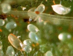 Agriculture - Mites - Province of Manitoba