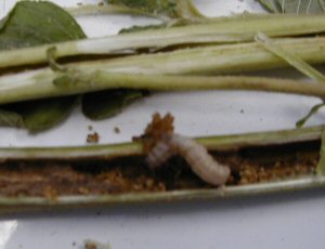 Sunflower Seed Maggot (Neotephritis finalis)