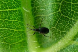 Black Stem Weevil adult