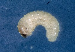 Sunflower Stem Weevil larvae