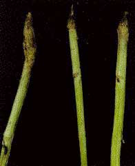 Cabbage Maggot, infested roots appear darker in colour than healthy, uninfested roots