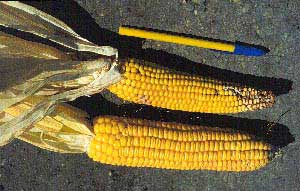 By restricting nutrient flow in the plant, yield is affected by the production of smaller cobs.