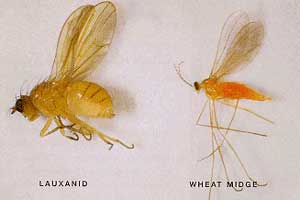 Lauxanid, Camtoprosopella borealis (left) and wheat midge (right)