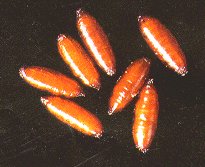 Pupae are brown, oval and slightly larger than a grain of wheat
