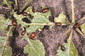 Adult beetles feeding
