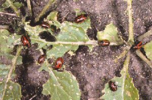 Adult beetles feeding