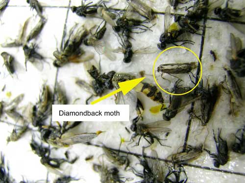 Diamondback Moth in trap