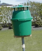 Bertha armyworm trap secured using spike