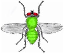 Green Bottle Fly