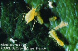 Aphids