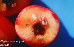 Apple curculio larvae and pupae on sweet cherry