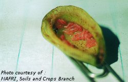 Chokecherry fruit gall midge larvae