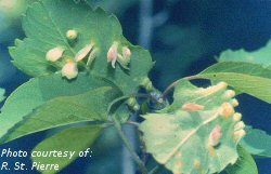 Cecidomyiid midge gall on saskatoon