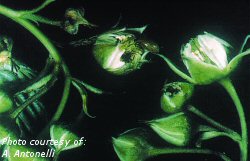 Raspberry fruitworm damage to flower buds