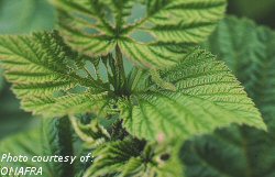 Raspberry sawfly larva and leaf damage