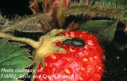 Strawberry root weevil adult