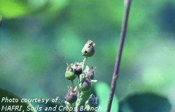 Saskatoon fruit infested with sawfly larva