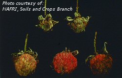 Tarnished plant bug damage to raspberry