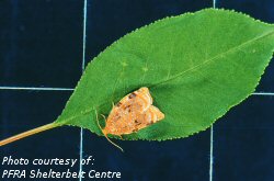 Ugly nest caterpillar adult