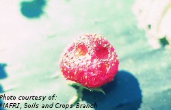 Strawberry damage caused by wasp feeding