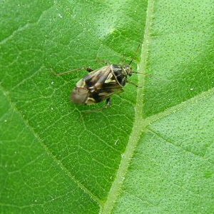 Lygus adult