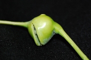 Split in gall for aphids to exit from