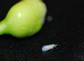 Winged, mature petiole gall aphid