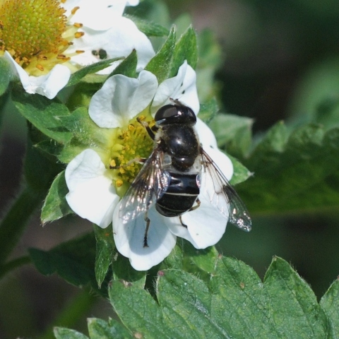 Fly on Strawberry