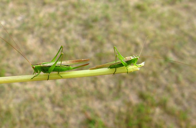 Province of Manitoba  agriculture - Grasshoppers