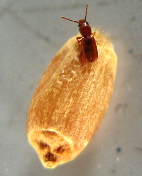 Protect Stored Grains from Weevils