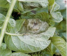 Late blight on potato leaf