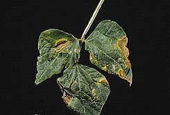 bean bacterial blight bean bacterial blight
