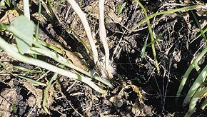 Sclerotinia in Canola