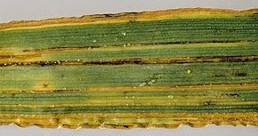 Bacterial Blight on Wheat, Oats and Barley