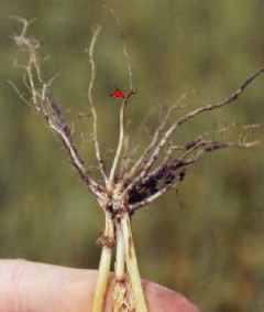 Common Root Rot in Wheat, Barley and Oats