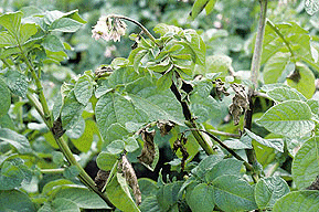 Late Blight in Potatoes