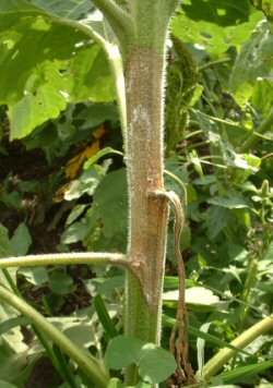 Sclerotinia in Sunflowers