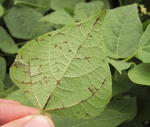 Darkening and collapse of veins on the leaf 