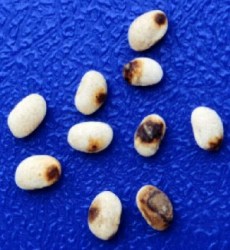 Seed discoloured by anthracnose infection
