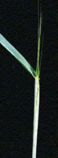 Fusarium in Wheat