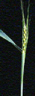 Fusarium in Wheat