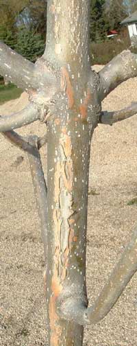 What Causes Bark Splitting in Trees?