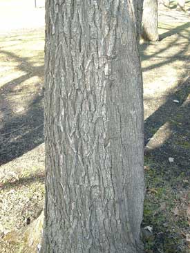 Frost Rib (bulge) on Bur Oak (Quercus macrocarpa)