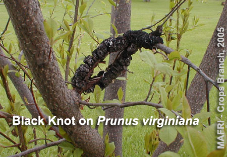 Black Knot on Prunus virginiana