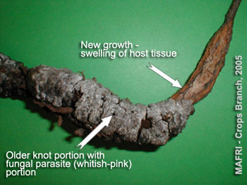 Older knot portion with fungal parasite portion