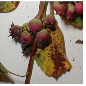 Entomosporium Leaf and Berry Spot